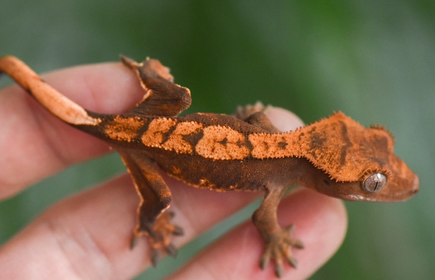 how to name a crested gecko how to name a crested gecko
