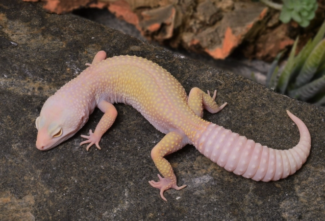 leopard gecko morph comparison