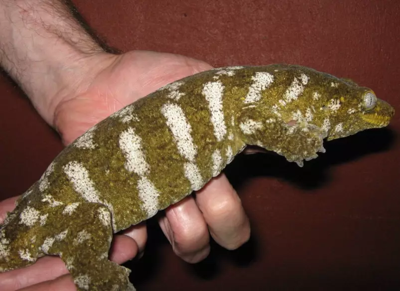 Leachianus gecko size