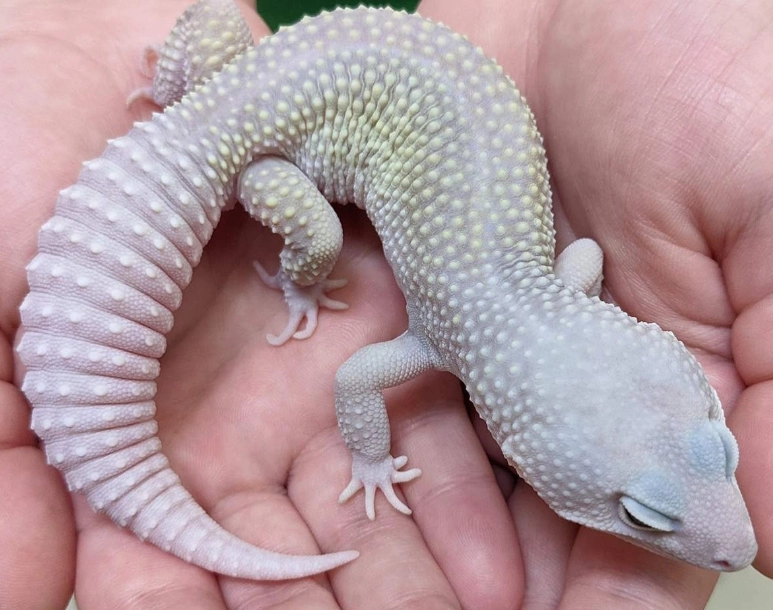 blizzard gecko care