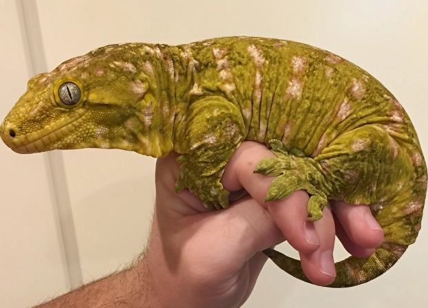 giant New Caledonian gecko
