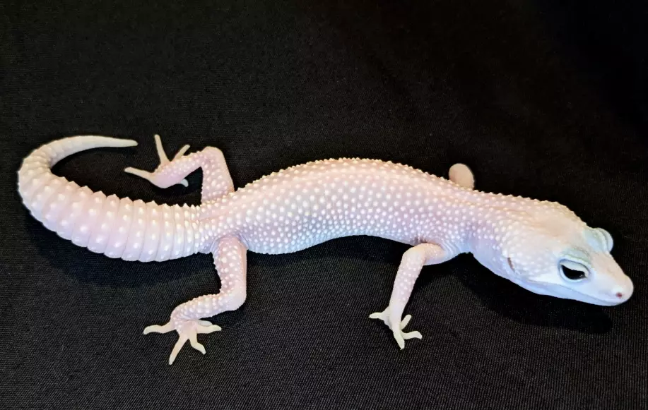 blizzard leopard gecko