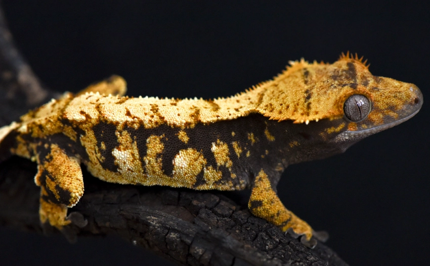 harlequin crested gecko names harlequin crested gecko names