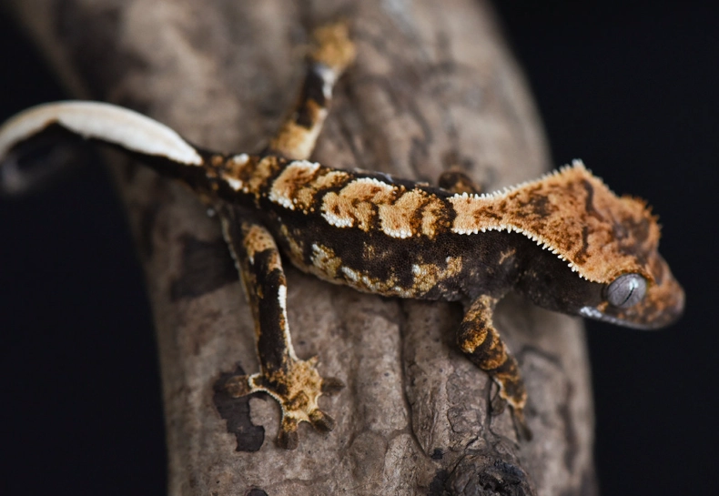 harlequin crested gecko names harlequin crested gecko names