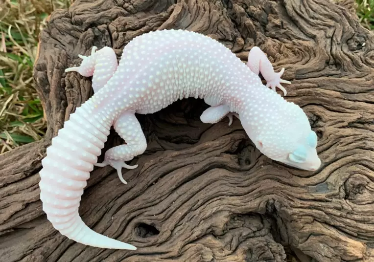 blizzard leopard gecko