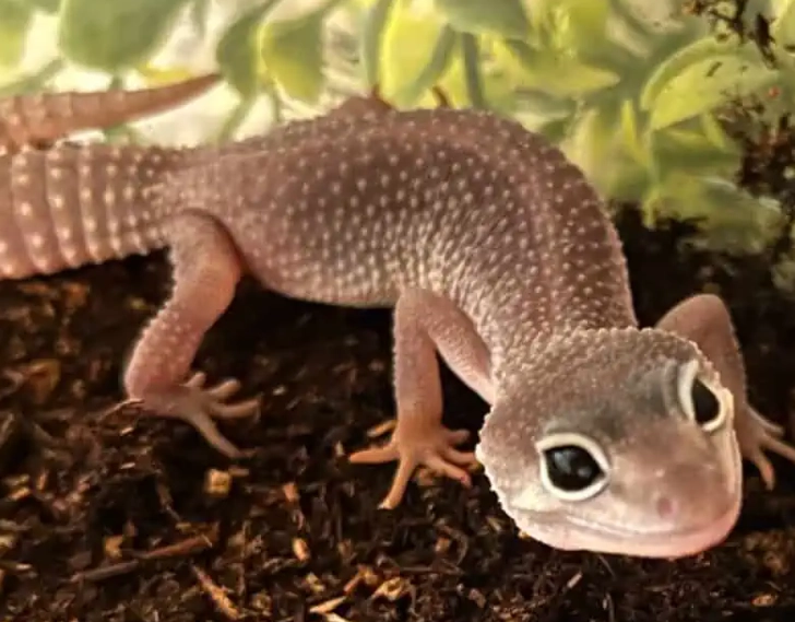 rare leopard gecko morph