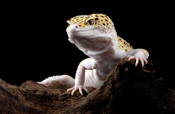 how long do leopard geckos live how long do leopard geckos live
