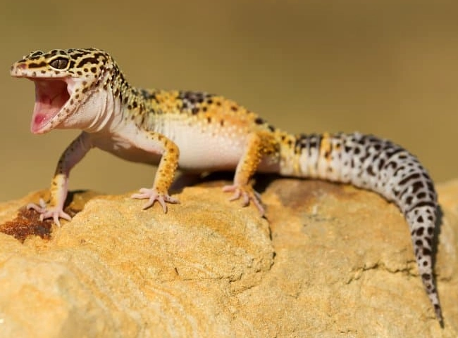 leopard gecko habitat