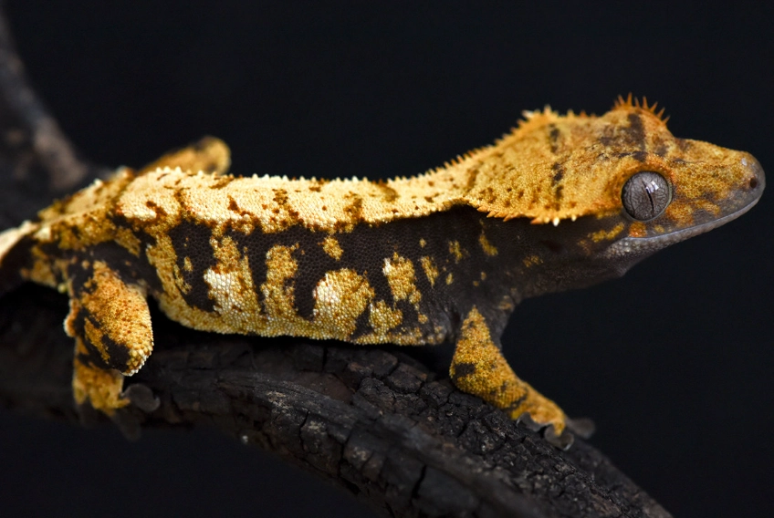 crested gecko habitat setup