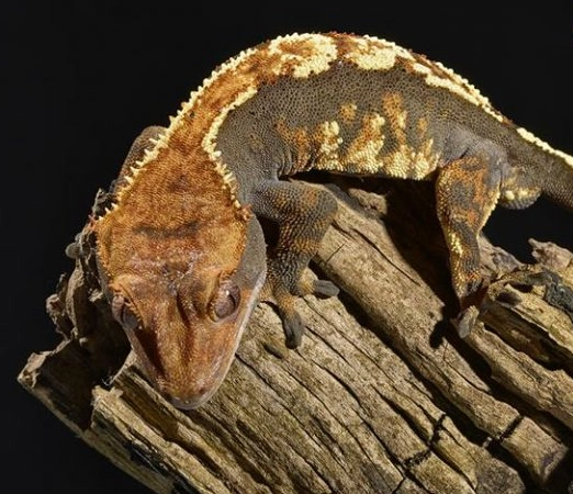 harlequin crested gecko care