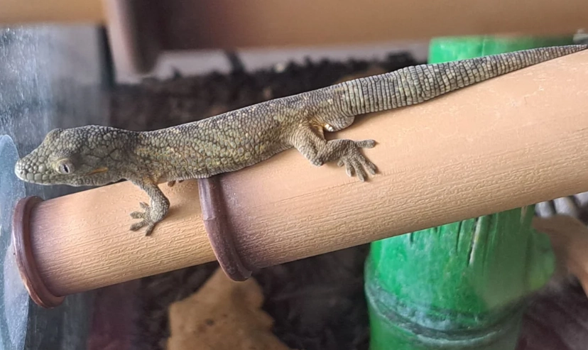 chameleon gecko care