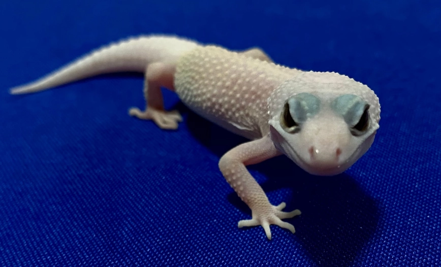 Blazing Blizzard leopard gecko care