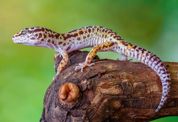 leopard gecko facts