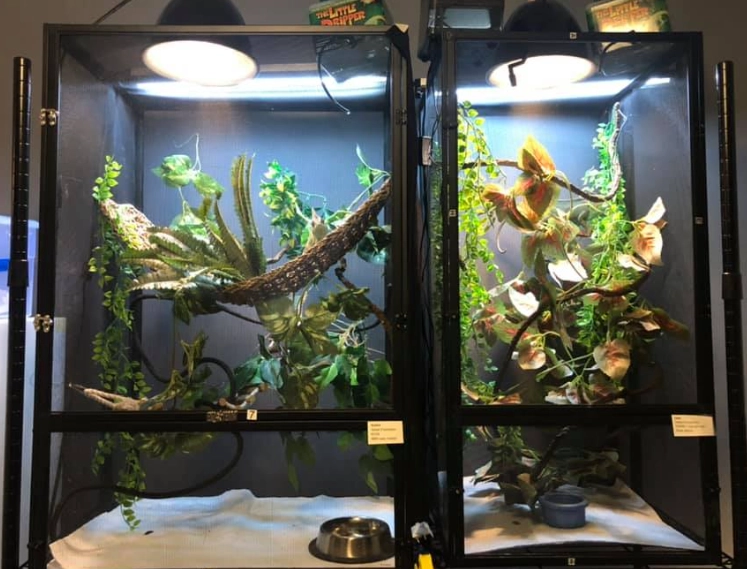 reptile habitat setup reptile habitat setup
