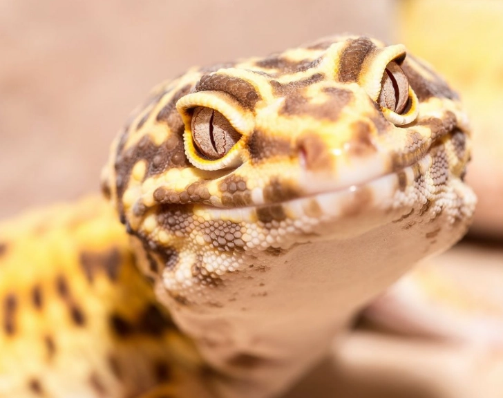 leopard gecko care