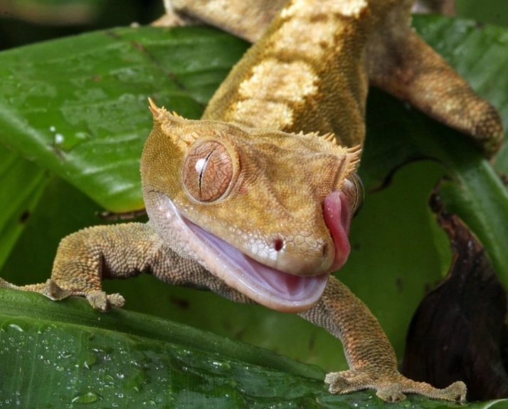 crested gecko terrarium