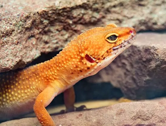leopard gecko habitat