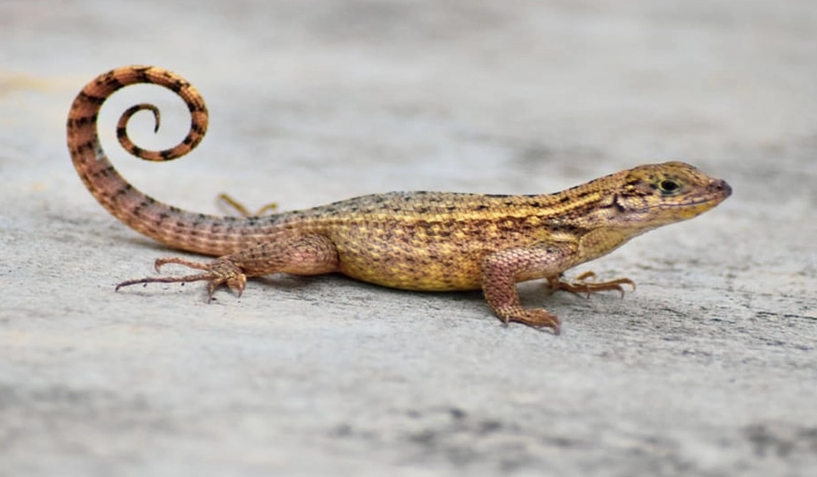 Uroplatus sikorae care