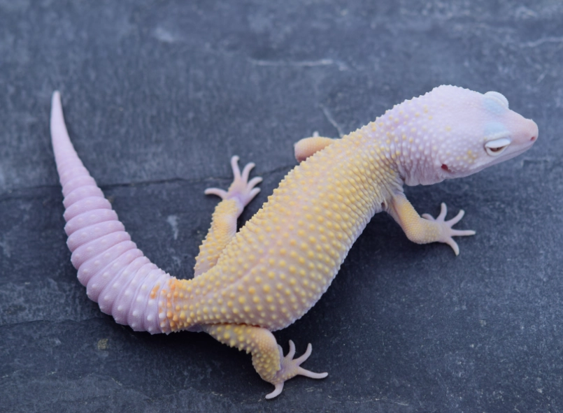 leopard gecko morphs
