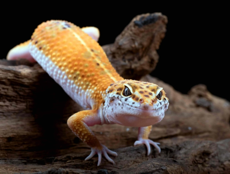leopard gecko care