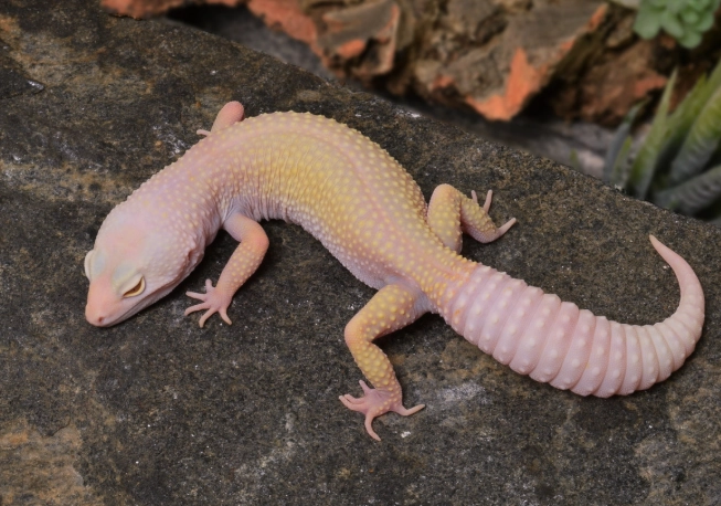 Blazing Blizzard leopard gecko for sale