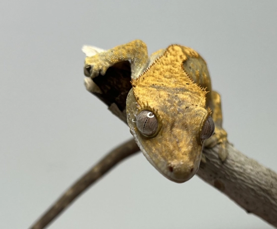 crested gecko humidity
