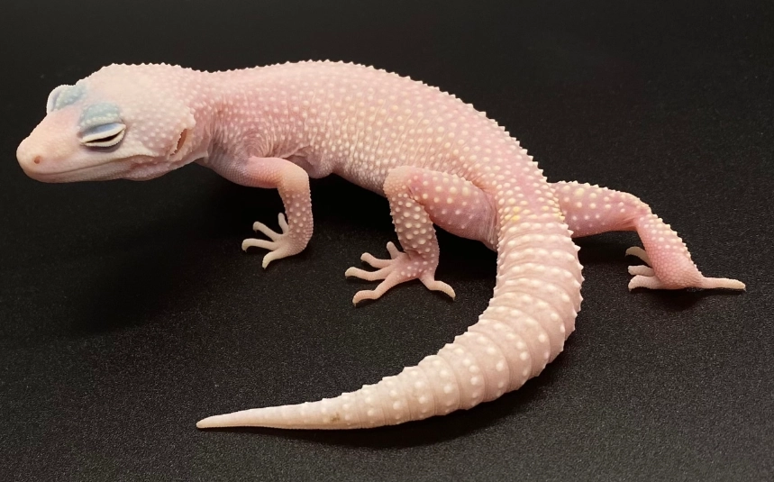 Blazing Blizzard leopard gecko care