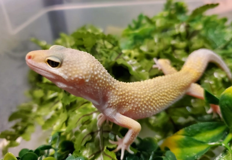 Blazing Blizzard leopard gecko care