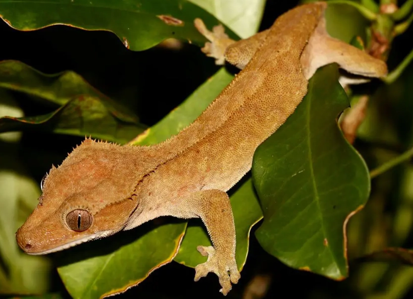 Crested gecko habitat