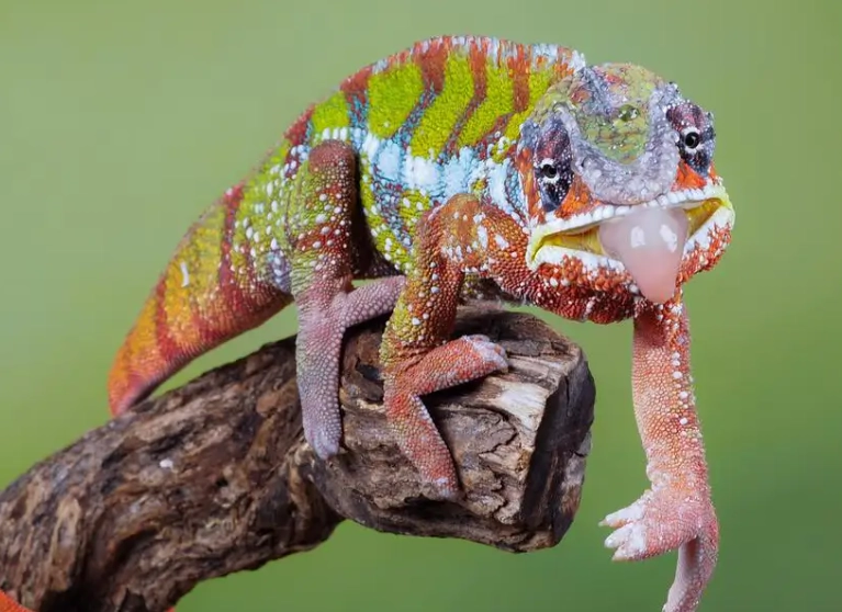 chameleon gecko care