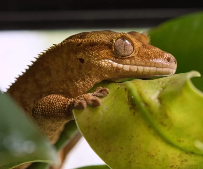 harlequin crested gecko care