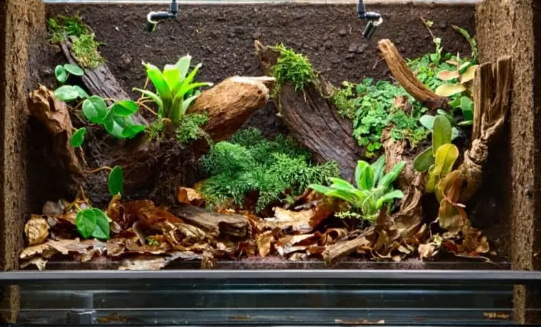 chameleon gecko tank size chameleon gecko tank size