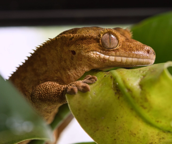 crested gecko terrarium