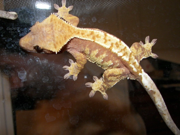 crested gecko habitat setup