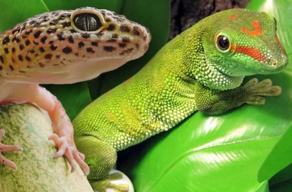 chameleon gecko setup