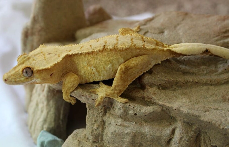 crested gecko feeding