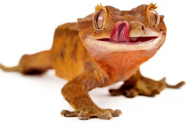 day gecko habitat setup