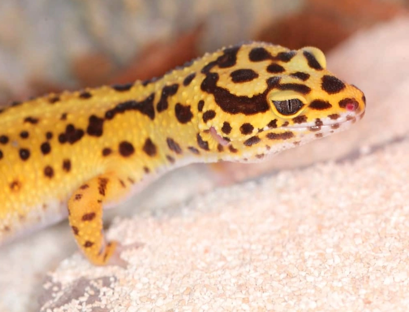 leopard gecko facts