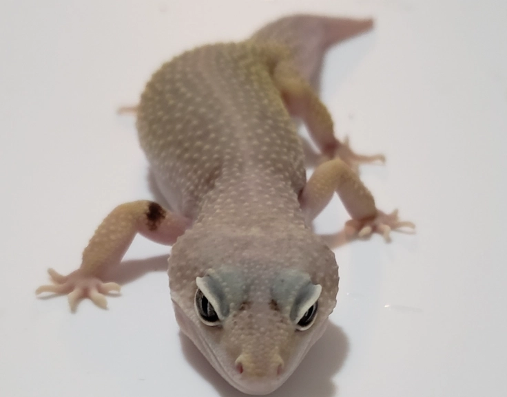 black leopard gecko morph