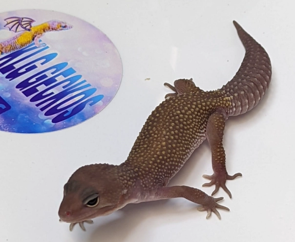 midnight blizzard leopard gecko price