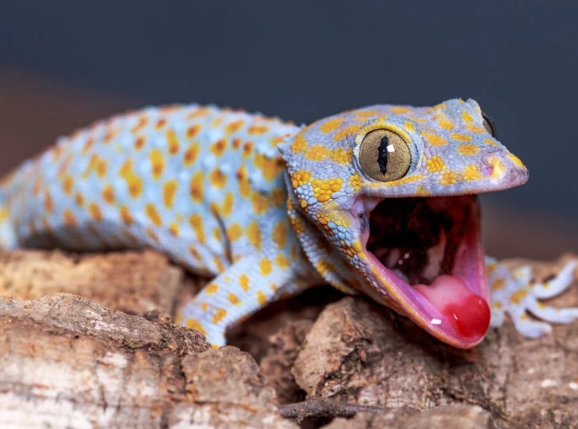 most aggressive gecko
