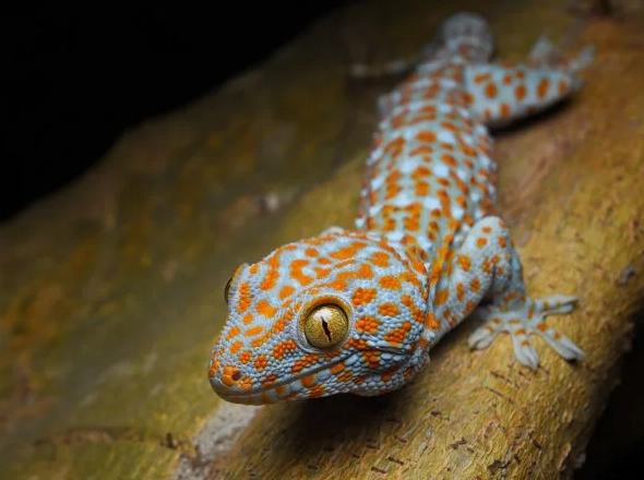 Tokay Gecko behavior