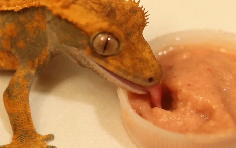 Crested Gecko food