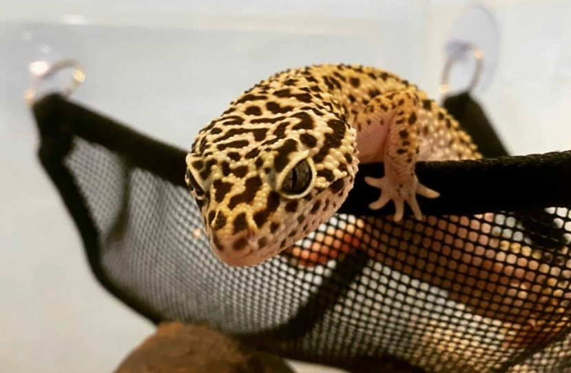 adult leopard gecko setup