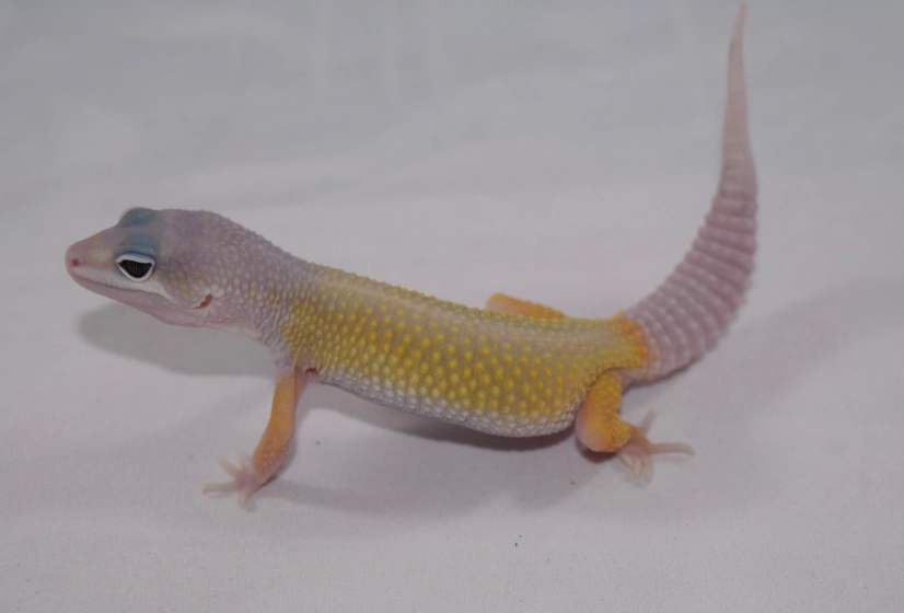 leopard gecko morphs