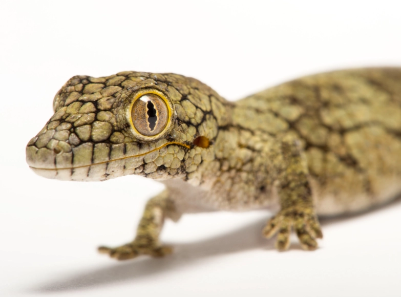 reptile tank mates reptile tank mates