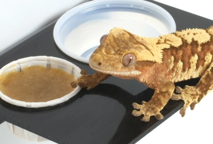 best crested gecko food