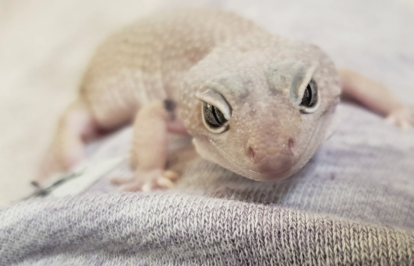 midnight blizzard leopard gecko care