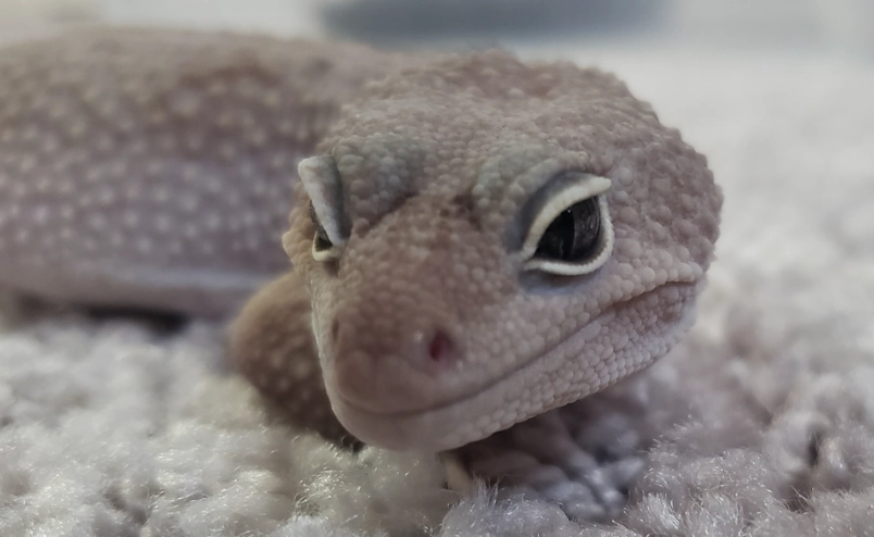 midnight blizzard leopard gecko care