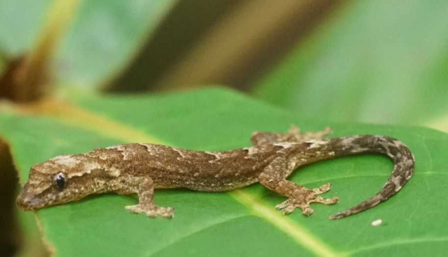 chameleon gecko care chameleon gecko care